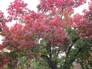 And one tree can have many colors. 