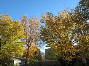 And the sky looks even bluer with the turning leaves.